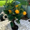 https://shared1.ad-lister.co.uk/UserImages/7eb3717d-facc-4913-a2f0-28552d58320f/Img/artificialtr/Lemon-Fruit-Artificial-Tree.jpg