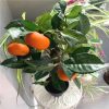 https://shared1.ad-lister.co.uk/UserImages/7eb3717d-facc-4913-a2f0-28552d58320f/Img/artificialtr/Orange-Tree-in-Pot.jpg