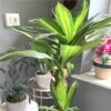 https://shared1.ad-lister.co.uk/UserImages/7eb3717d-facc-4913-a2f0-28552d58320f/Img/artificialfo/Yucca-Artificial-Plant-in-black-pot.jpg