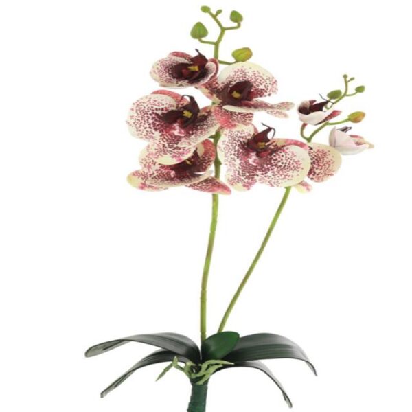 Artificial Harlequin Orchid - 2 Stems 8 Heads