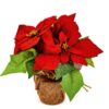 https://shared1.ad-lister.co.uk/UserImages/7eb3717d-facc-4913-a2f0-28552d58320f/Img/christmas_new/premier_christmas/24cm-Poinsettia-PLant-in-hessian-pot.jpg