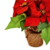 https://shared1.ad-lister.co.uk/UserImages/7eb3717d-facc-4913-a2f0-28552d58320f/Img/christmas_new/premier_christmas/Artificial-Poinsettia-Plant-in-Hessian-pot.jpg