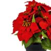 https://shared1.ad-lister.co.uk/UserImages/7eb3717d-facc-4913-a2f0-28552d58320f/Img/christmas_new/premier_christmas/Artificial-Potted-Red-Poinsettia-Plant.jpg