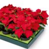 https://shared1.ad-lister.co.uk/UserImages/7eb3717d-facc-4913-a2f0-28552d58320f/Img/christmas_new/premier_christmas/Artificial-Red-Poinsettia-Plants-in-Pot.jpg