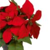 https://shared1.ad-lister.co.uk/UserImages/7eb3717d-facc-4913-a2f0-28552d58320f/Img/christmas_new/premier_christmas/Artificial-Red-Potted-Poinsettia-Plant-in-black-pot.jpg