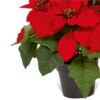 https://shared1.ad-lister.co.uk/UserImages/7eb3717d-facc-4913-a2f0-28552d58320f/Img/christmas_new/premier_christmas/Potted-27cm-Red-Poinsettia-Plant.jpg