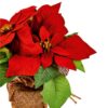 https://shared1.ad-lister.co.uk/UserImages/7eb3717d-facc-4913-a2f0-28552d58320f/Img/christmas_new/premier_christmas/Red-Poinsettia-Plant-in-hessian-pot-24cm.jpg