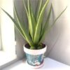 https://shared1.ad-lister.co.uk/UserImages/7eb3717d-facc-4913-a2f0-28552d58320f/Img/artificialpo/Aloe-Plant-Green-in-Pot.jpg