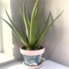 https://shared1.ad-lister.co.uk/UserImages/7eb3717d-facc-4913-a2f0-28552d58320f/Img/artificialpo/Artificial-Aloe-Plant-Green.jpg
