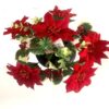 https://shared1.ad-lister.co.uk/UserImages/7eb3717d-facc-4913-a2f0-28552d58320f/Img/memorialpots/Red-Poinsettia-Grave-Pot-with-Holly.jpg