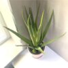 https://shared1.ad-lister.co.uk/UserImages/7eb3717d-facc-4913-a2f0-28552d58320f/Img/artificialpo/Tall-Green-Potted-Aloe-Plant.jpg