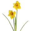 https://shared1.ad-lister.co.uk/UserImages/7eb3717d-facc-4913-a2f0-28552d58320f/Img/artificialfl/2-Head-Spring-daffodil-Stem-Yellow-Orange.jpg