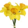 https://shared1.ad-lister.co.uk/UserImages/7eb3717d-facc-4913-a2f0-28552d58320f/Img/artificialfl/Silk-Artificial-3-head-Spring-Daffodil-Flower-Bunch.jpg