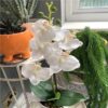 https://shared1.ad-lister.co.uk/UserImages/7eb3717d-facc-4913-a2f0-28552d58320f/Img/artificialpo/Artificial-Potted-orchid-plant-with-cream-flowers.jpg