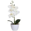 https://shared1.ad-lister.co.uk/UserImages/7eb3717d-facc-4913-a2f0-28552d58320f/Img/artificialpo/Cream-orchid-in-white-Pot.jpg