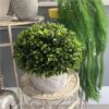 https://shared1.ad-lister.co.uk/UserImages/7eb3717d-facc-4913-a2f0-28552d58320f/Img/artificialpo/Green-Topiary-in-Decorative-Pot-23cm.jpg