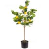 https://shared1.ad-lister.co.uk/UserImages/7eb3717d-facc-4913-a2f0-28552d58320f/Img/artificialtr/Lemon-Tree-in-Pot-94cm.jpg