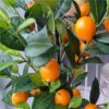 https://shared1.ad-lister.co.uk/UserImages/7eb3717d-facc-4913-a2f0-28552d58320f/Img/artificialtr/Orange-Tree-in-Pot.jpg