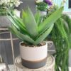 https://shared1.ad-lister.co.uk/UserImages/7eb3717d-facc-4913-a2f0-28552d58320f/Img/artificialpo/Potted-Succulent-Plant-in-White-and-Grey-Pot.jpg