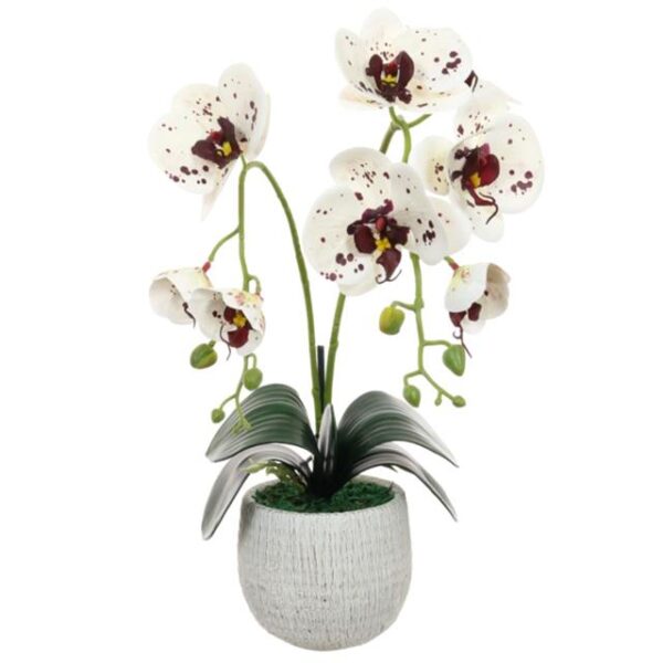 Double Phalaenopsis Orchid Plant in Rustic Pot with Burgundy Spots