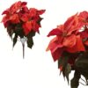 https://shared1.ad-lister.co.uk/UserImages/7eb3717d-facc-4913-a2f0-28552d58320f/Img/christmas_new/Red-Poinsettia-x5-Christmas-Bouquet.jpg