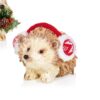 https://shared1.ad-lister.co.uk/UserImages/7eb3717d-facc-4913-a2f0-28552d58320f/Img/christmas_new/Christmas-Hedgehog-Ornament-with-Earphones.jpg