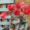 https://shared1.ad-lister.co.uk/UserImages/7eb3717d-facc-4913-a2f0-28552d58320f/Img/artificialpo/Cyclamen-Plant-with-Red-Flowers-Frosted.jpg