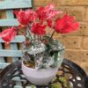 https://shared1.ad-lister.co.uk/UserImages/7eb3717d-facc-4913-a2f0-28552d58320f/Img/artificialpo/Faux-Potted-Cyclamen-Plant-with-a-frosted-effect.jpg