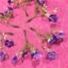 https://shared1.ad-lister.co.uk/UserImages/7eb3717d-facc-4913-a2f0-28552d58320f/Img/artificialfl/Faux-Purple-Forget-me-Not-Flower-Springs.jpg